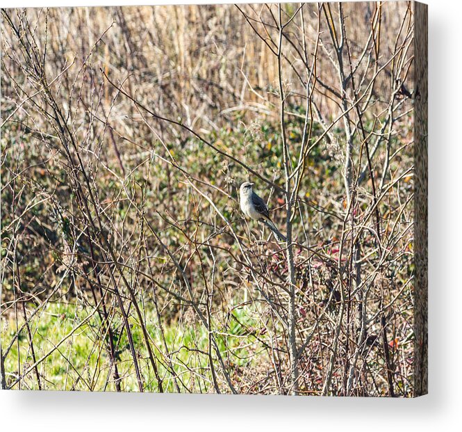 Songbird Acrylic Print featuring the photograph Close-up of wren perching on tree by Ant Pruitt / FOAP