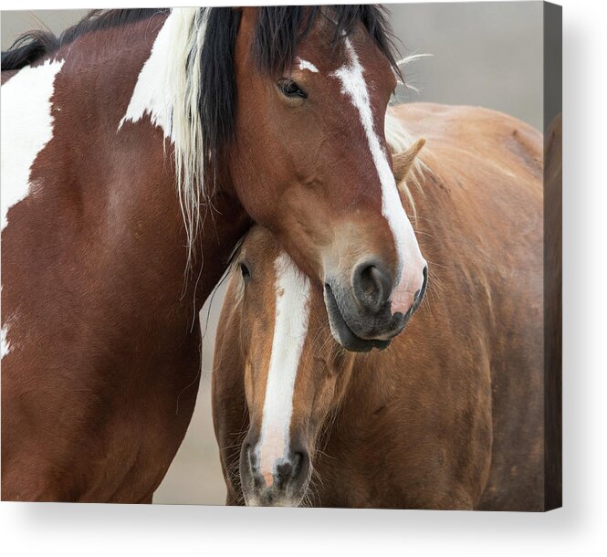 Wildhorses Acrylic Print featuring the photograph Closeness by Mary Hone