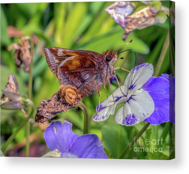 Butterfly Acrylic Print featuring the photograph Clouded Skipper Lerema accius by Gemma Mae Flores Sellers