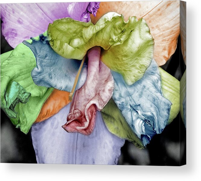 Lily Acrylic Print featuring the photograph Colored Lily 2 by M Kathleen Warren