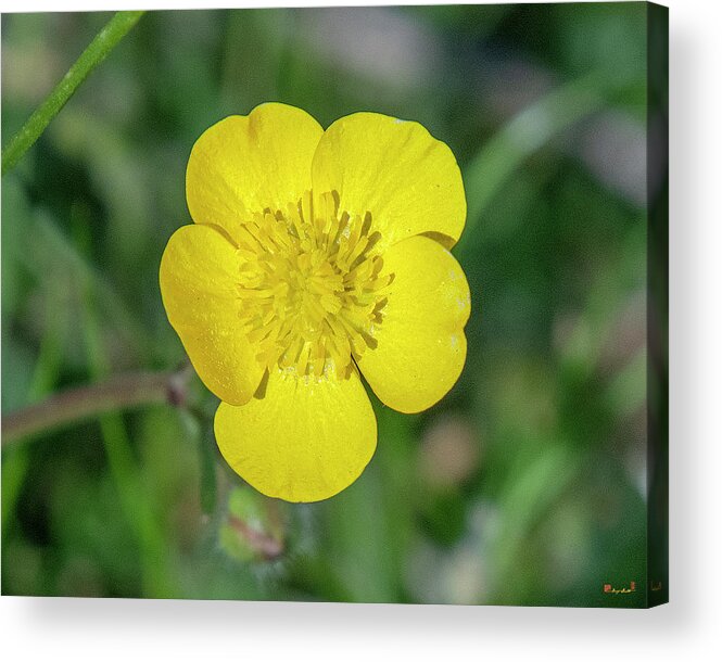 Buttercup Family Acrylic Print featuring the photograph Common Buttercup DFL1058 by Gerry Gantt