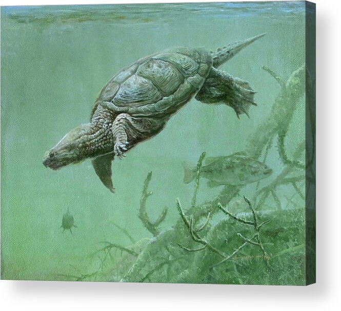 Barry Kent Mackay Acrylic Print featuring the painting Common Snapping Turtle by Barry Kent MacKay