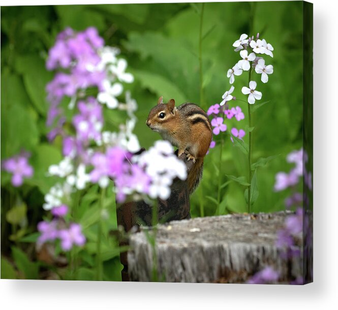 Rhododendron Acrylic Print featuring the photograph Cornell Botanic Garden Curious Chipmunk by Mindy Musick King