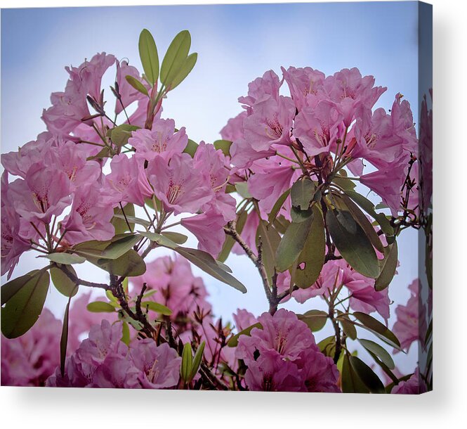 Rhododendron Acrylic Print featuring the photograph Cornell Botanic Gardens #6 by Mindy Musick King
