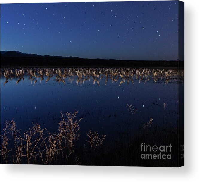 Bosque Del Apache Acrylic Print featuring the photograph Cranes at dusk by Maresa Pryor-Luzier