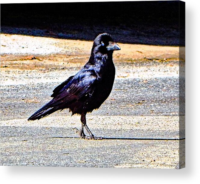 Bird Acrylic Print featuring the photograph Crow Crossing The Street by Andrew Lawrence