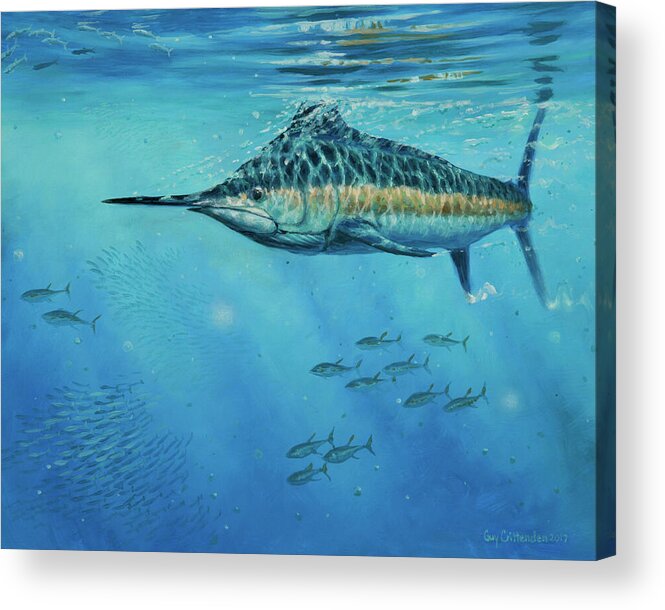 Blue Marlin Paintings Acrylic Print featuring the painting Cruise Missle by Guy Crittenden