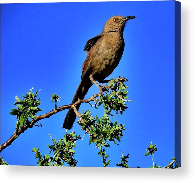 Bendire’s Thrasher Acrylic Print featuring the photograph Curve-billed Thrasher On Desert Hackberry by Judy Kennedy