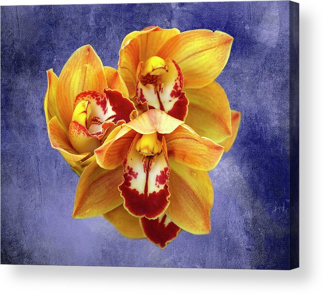 Cymbidium Orchids Acrylic Print featuring the photograph Cymbidium Orchids by Cate Franklyn
