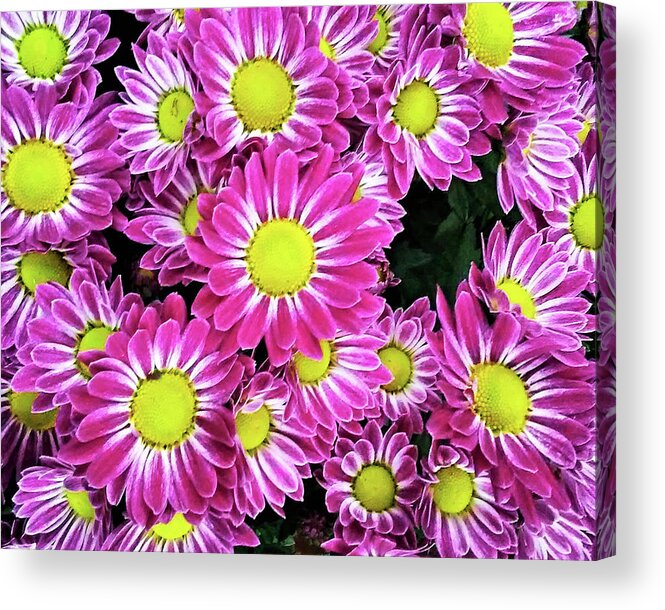 Daisies Acrylic Print featuring the photograph Daisies 2020 by Andrew Lawrence