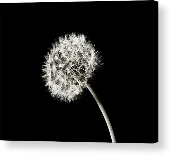 Dandelion Acrylic Print featuring the photograph Dandelion Wld Flower 212.2107 by M K Miller
