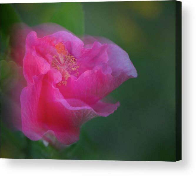 Hibiscus Acrylic Print featuring the photograph Day's End by M Kathleen Warren