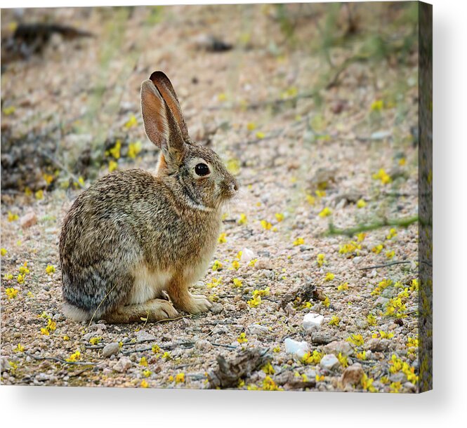 Mark Myhaver Photography Acrylic Print featuring the photograph Desert Cottontail 24806 by Mark Myhaver