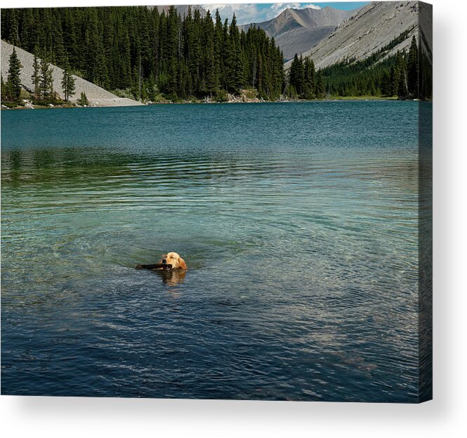Dog Acrylic Print featuring the photograph Dog in Elbow Lake, Alberta by Karen Rispin