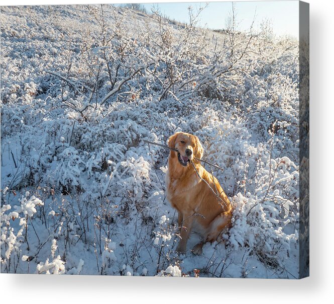 Dog Acrylic Print featuring the photograph Dog playing with a stick in the snow by Phil And Karen Rispin
