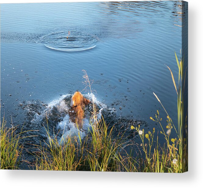 Dog Acrylic Print featuring the photograph Dog Splashing Into Water To Fetch by Phil And Karen Rispin