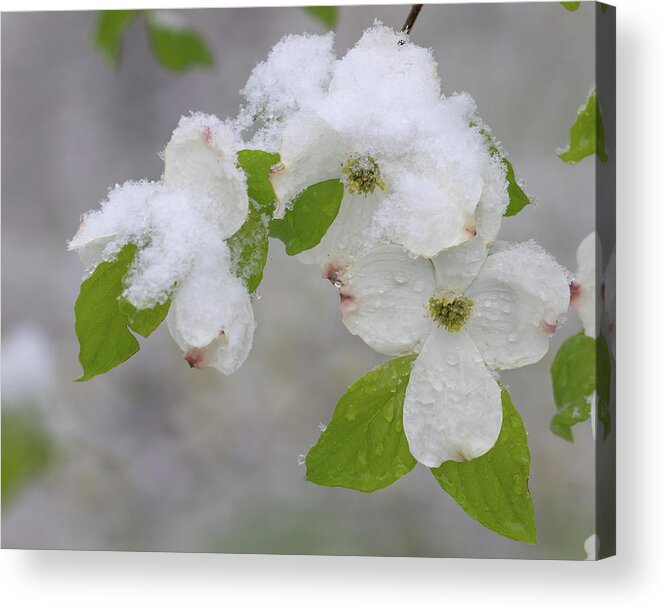 Dogwood Acrylic Print featuring the photograph Dogwoods in Spring #1 by Mindy Musick King