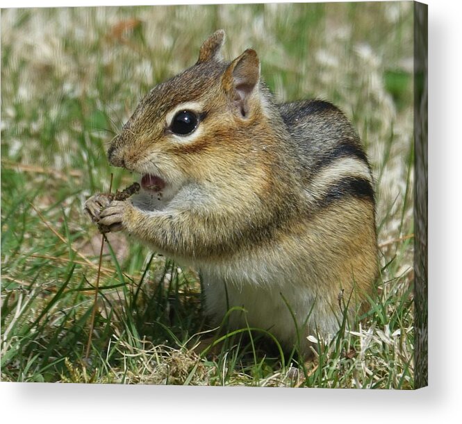 Chipmunk Acrylic Print featuring the photograph Dont You Dare Eat That by Lori Lafargue