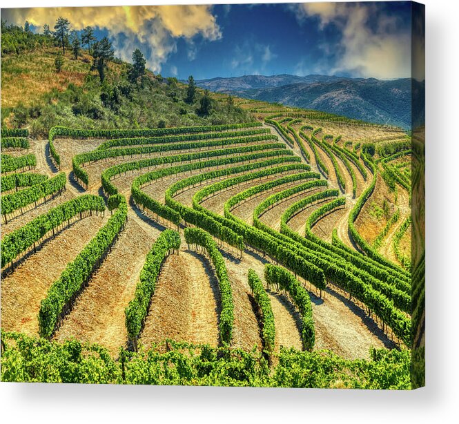 Vineyards Acrylic Print featuring the photograph Douro valley cultivations 1 by Micah Offman