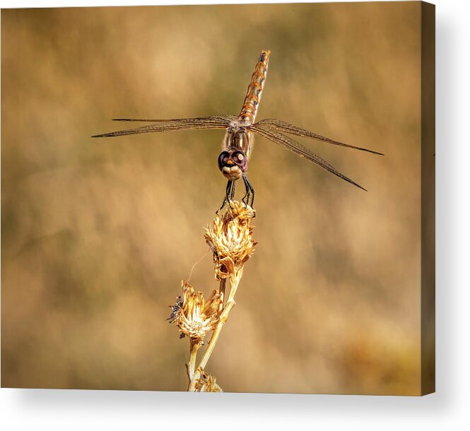 Dragonfly Acrylic Print featuring the photograph Dragonfly 2 by James Sage