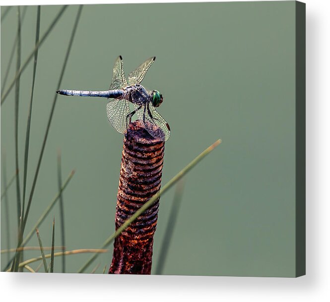 2021 Acrylic Print featuring the photograph Dragonfly 3 by James Sage