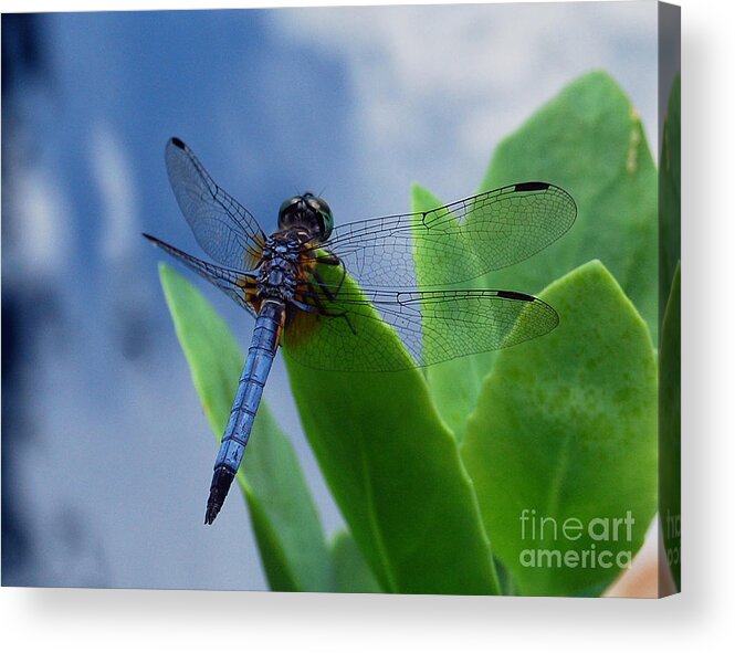 Dragonfly Acrylic Print featuring the photograph Dragonfly by Nancy Bradley