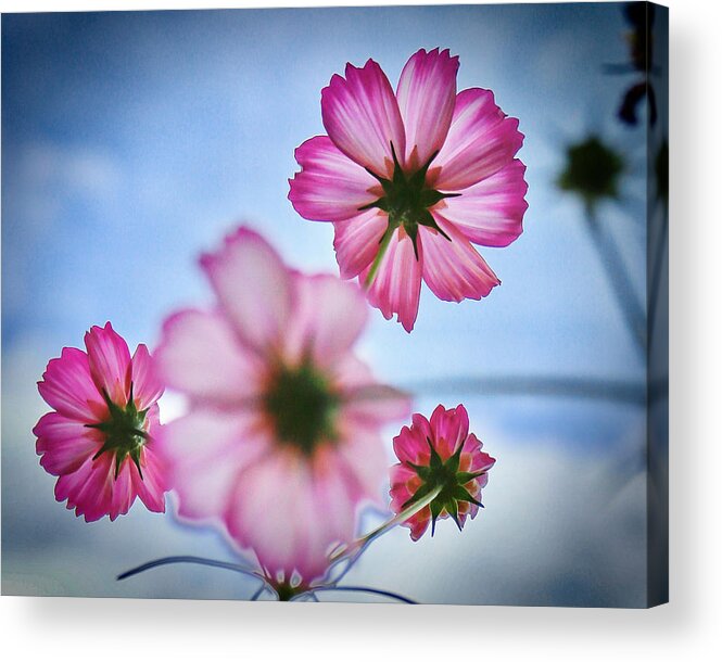 Flower Acrylic Print featuring the photograph Dreamy Denver Sky by Carol Jorgensen