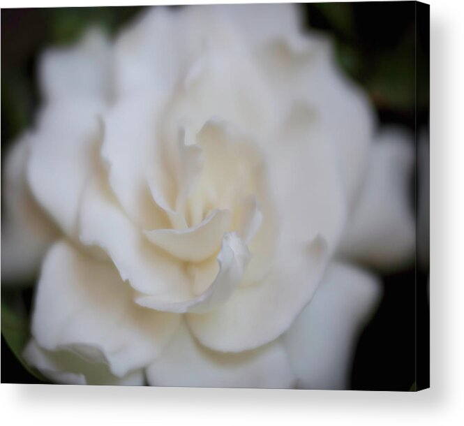 Gardenia Acrylic Print featuring the photograph Dreamy Gardenia by Teresa Wilson