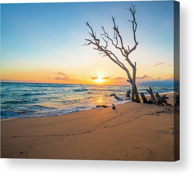 Landscape Acrylic Print featuring the photograph Driftwood Beach by Judi Kubes