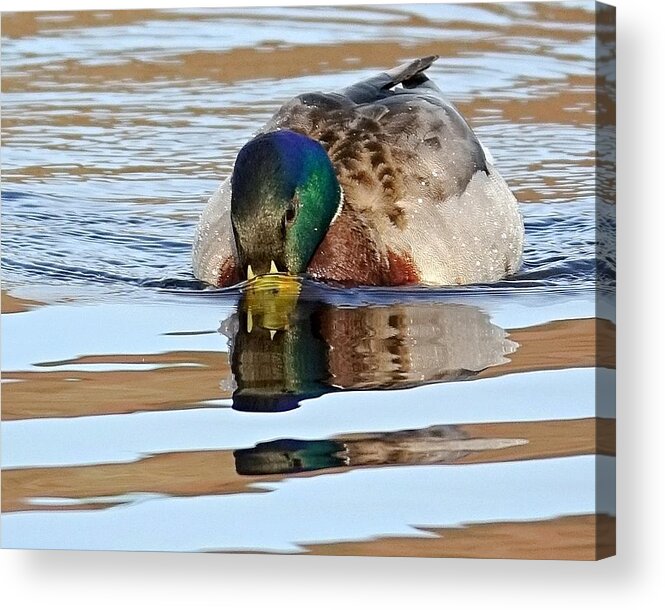Duck Acrylic Print featuring the photograph Drinking It All In by Lori Lafargue