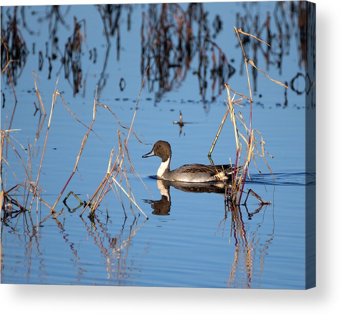 Duck Acrylic Print featuring the photograph Duck Pintail by Flinn Hackett