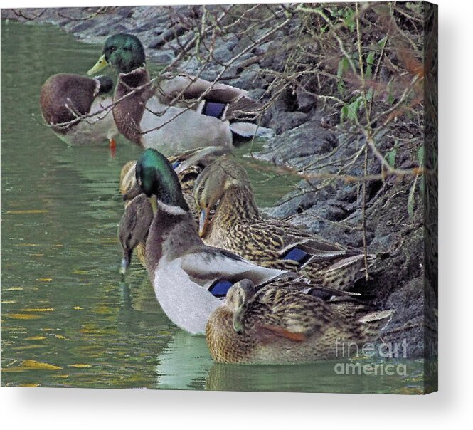 Ducks Acrylic Print featuring the photograph Ducks Haven by Kim Tran