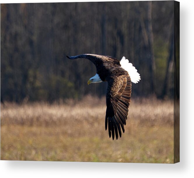 Eagle Acrylic Print featuring the photograph Eagle Flys Over Field by Flinn Hackett