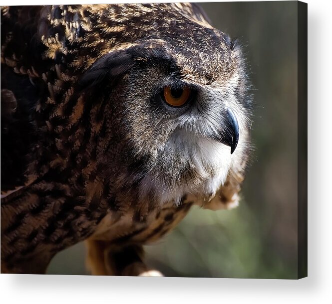 Eagle Owl Acrylic Print featuring the photograph Eagle Owl 5 by Flees Photos
