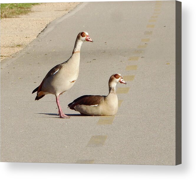 Bird Acrylic Print featuring the photograph Egyptian Geese Path by Andrew Lawrence
