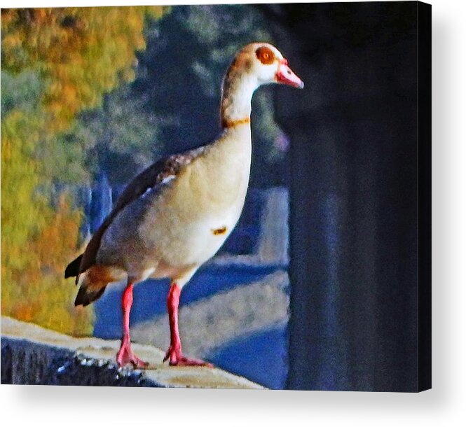 Bird Acrylic Print featuring the photograph Egyptian Goose On Wall by Andrew Lawrence