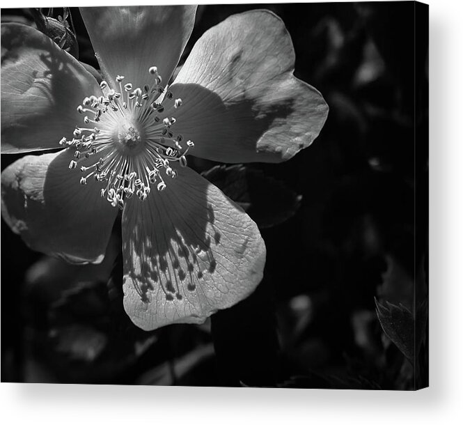 Monochrome Acrylic Print featuring the photograph English Rose by Sallye Wilkinson