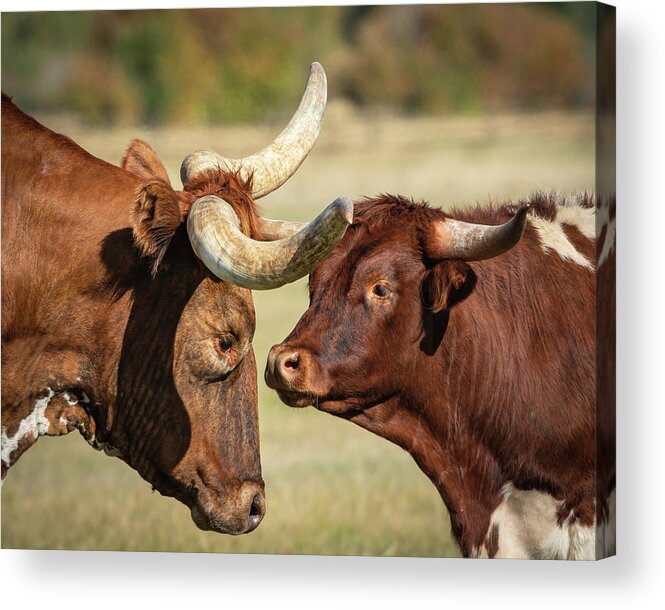 Longhorn Acrylic Print featuring the photograph Father and Son by Laura Hedien