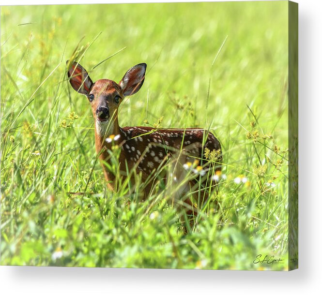 Fawn Acrylic Print featuring the photograph Fawn In Sunny Grass by Steven Sparks