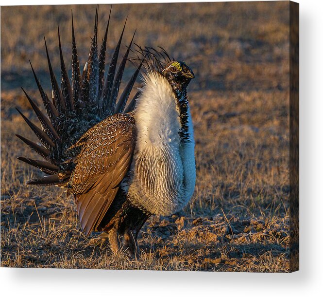 Sage Grouse Acrylic Print featuring the photograph Feels Like Dancing by Yeates Photography