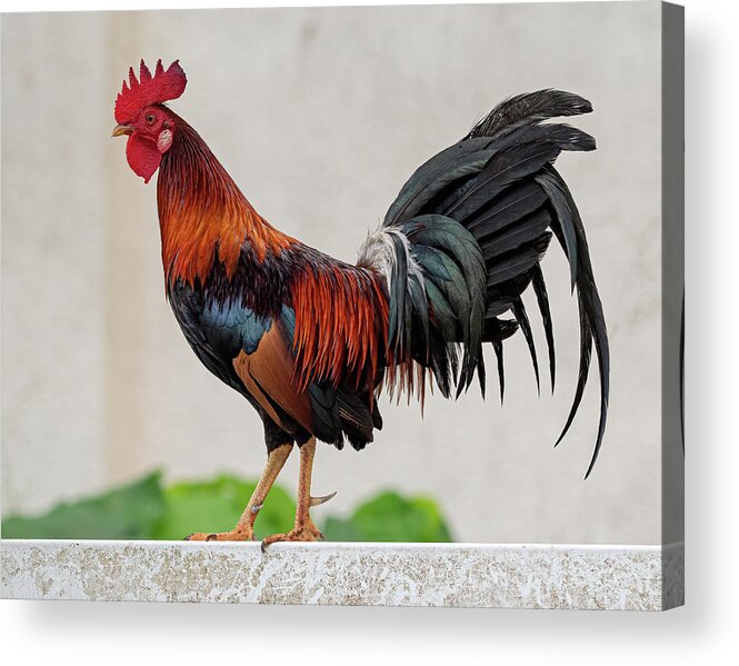 Feral Acrylic Print featuring the photograph Feral Rooster by Rick Mosher