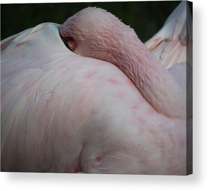 Flamingo Acrylic Print featuring the photograph Flamingo 4 by Christy Garavetto