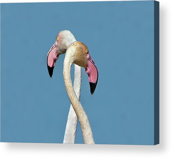 Camargue Acrylic Print featuring the photograph Flamingo Couple by CR Courson