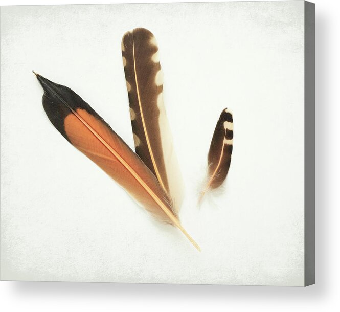 Flicker Feathers Acrylic Print featuring the photograph Flicker Family by Lupen Grainne