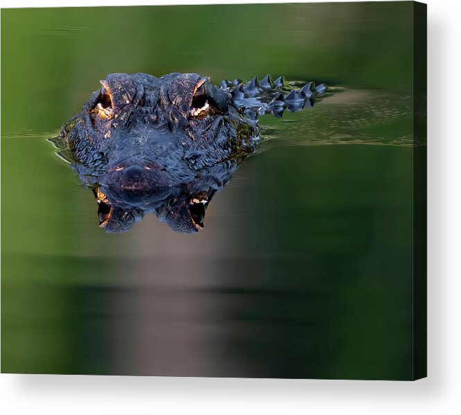 Aligator Acrylic Print featuring the photograph Florida Gator 5 by Larry Marshall