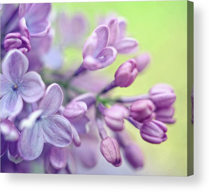 Lilac Flowers Acrylic Print featuring the photograph Flowerful by Lupen Grainne