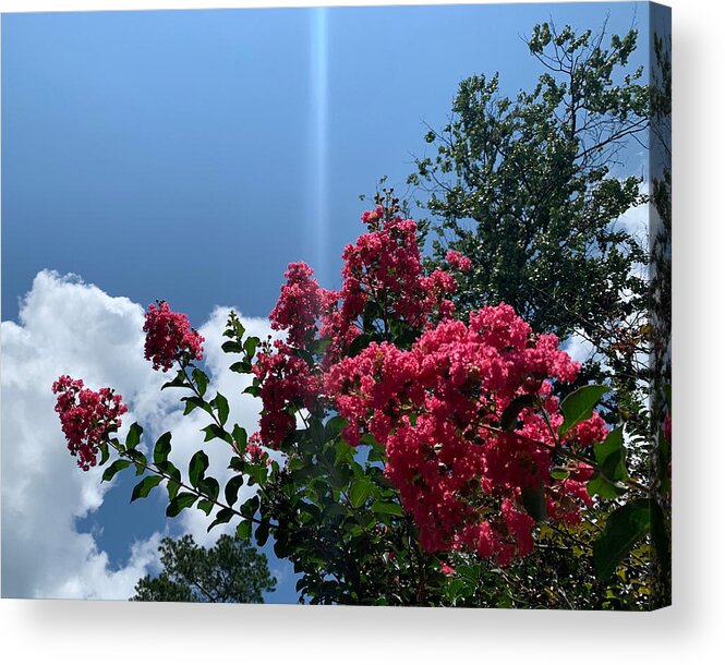 Flower Acrylic Print featuring the photograph Flowers Pierced By The Sun by Lee Darnell