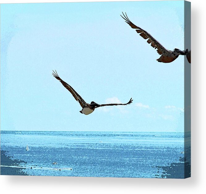 Pelican Acrylic Print featuring the photograph Fly Brown Pelican by Corinne Carroll