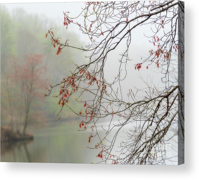 Landscape Acrylic Print featuring the photograph Foggy spring has sprung by Izet Kapetanovic