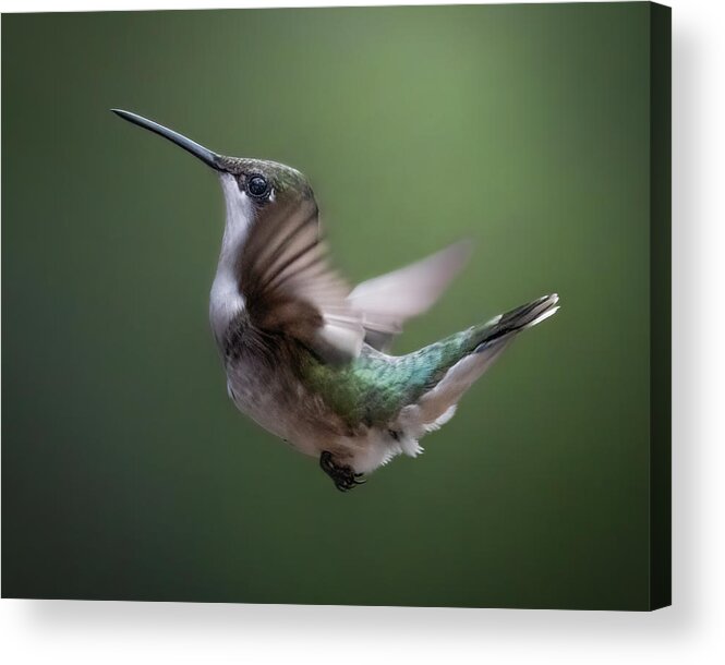 Hummingbird Acrylic Print featuring the photograph Free Falling by James Overesch